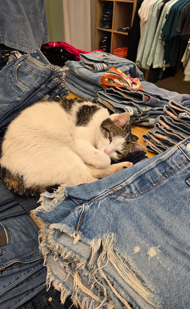 Katze zwischen Jeanshosen im Jeansgeschäft Olching